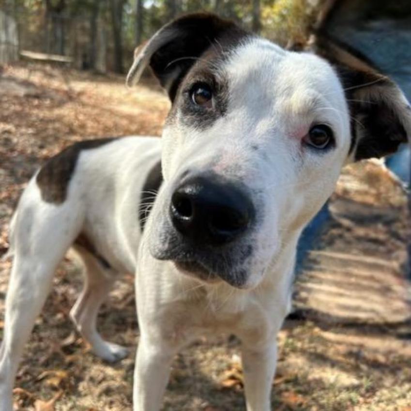 Ralphie, a Adoptable mixed breed in Lexington, SC image 1/3
