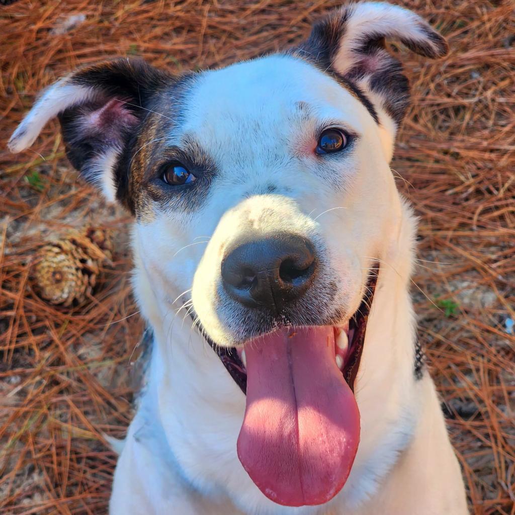 Ralphie, a Adoptable mixed breed in Lexington, SC image 2/3