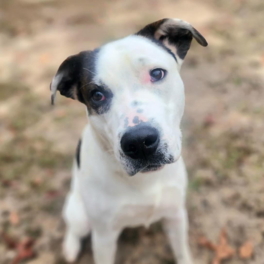Ralphie, a Adoptable mixed breed in Lexington, SC image 3/3