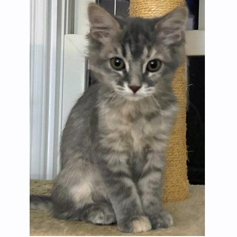 Rosemary, Adoptable, Kitten Female Domestic Short Hair.