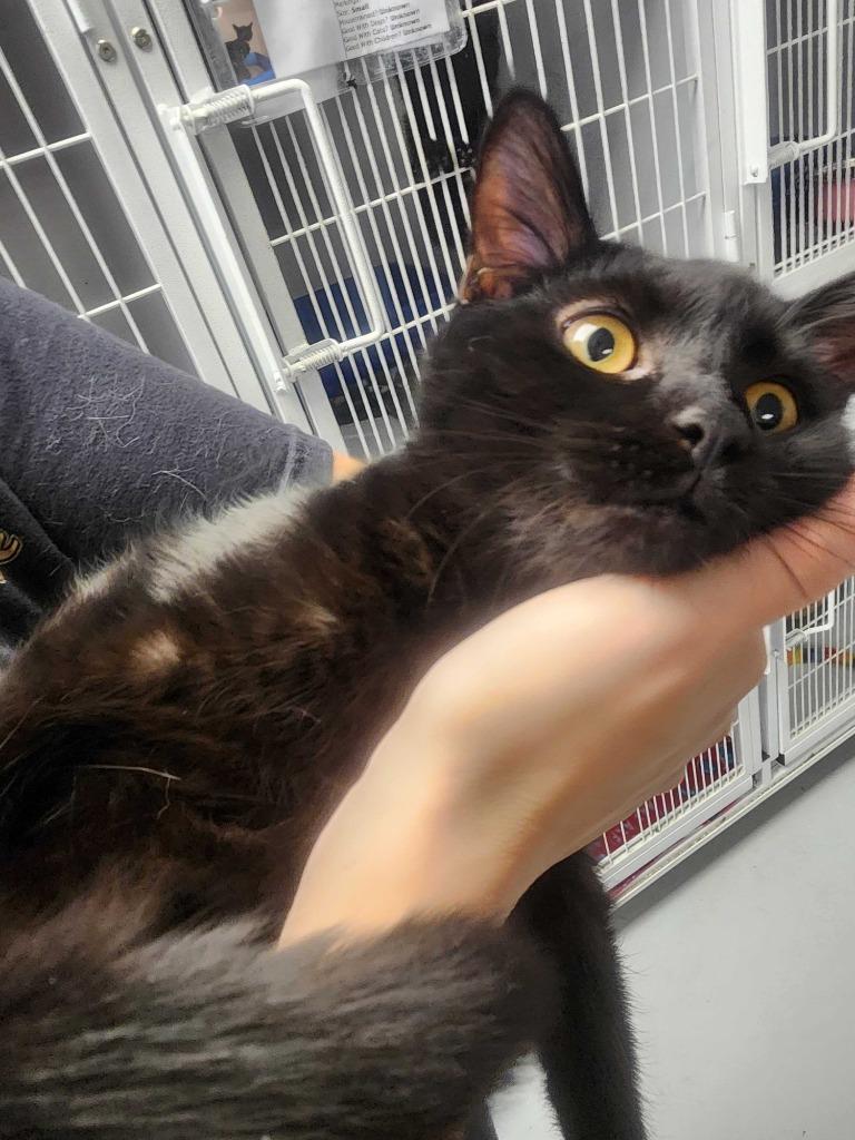 Moana, Adoptable, Young Female Domestic Short Hair.