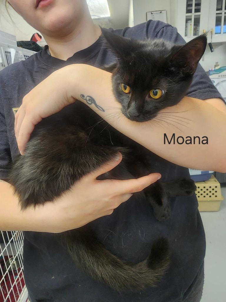 Enlarge Moana, a Adoptable mixed breed in New Kensington, PA image 2/6