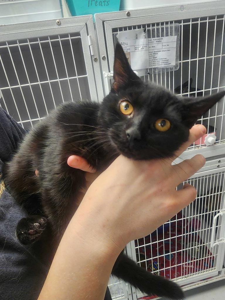 Moana, Adoptable, Young Female Domestic Short Hair.