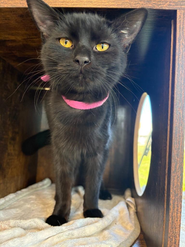 Moana, a Adoptable mixed breed in New Kensington, PA image 2/6