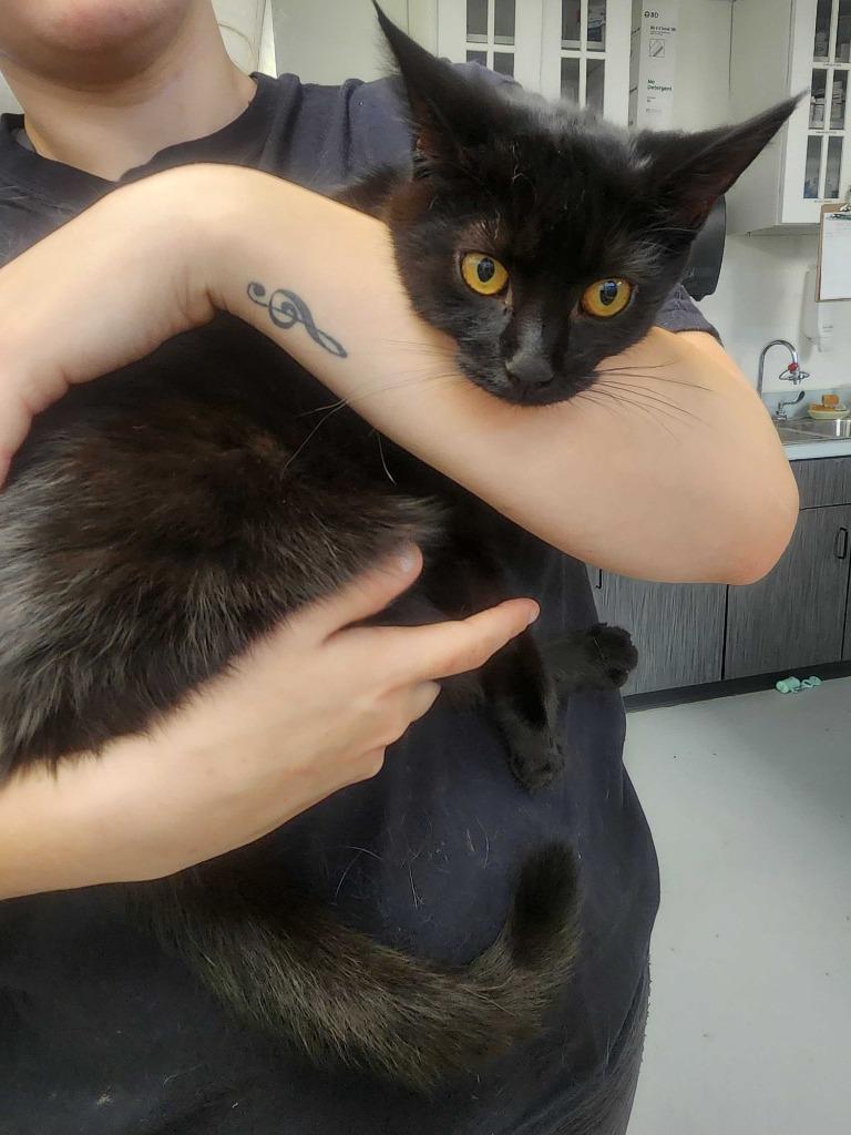 Moana, a Adoptable mixed breed in New Kensington, PA image 4/6