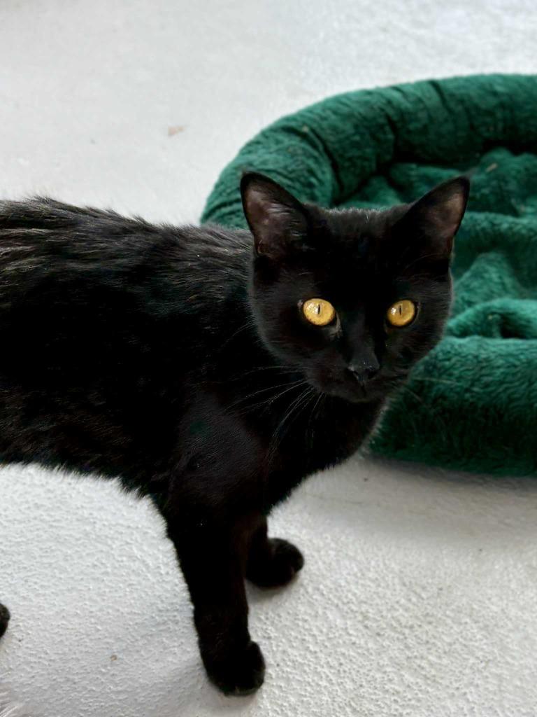 Enlarge Moana, a Adoptable mixed breed in New Kensington, PA image 6/6