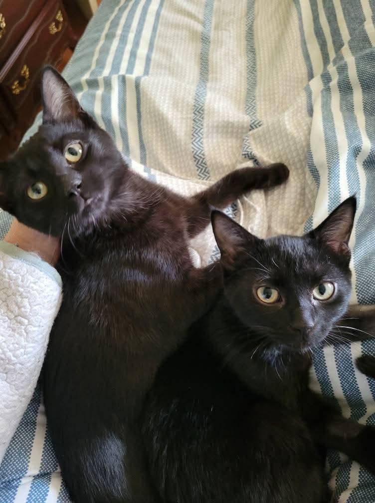 Steven and Mackenzie, Adopted, Kitten Male Domestic Short Hair.