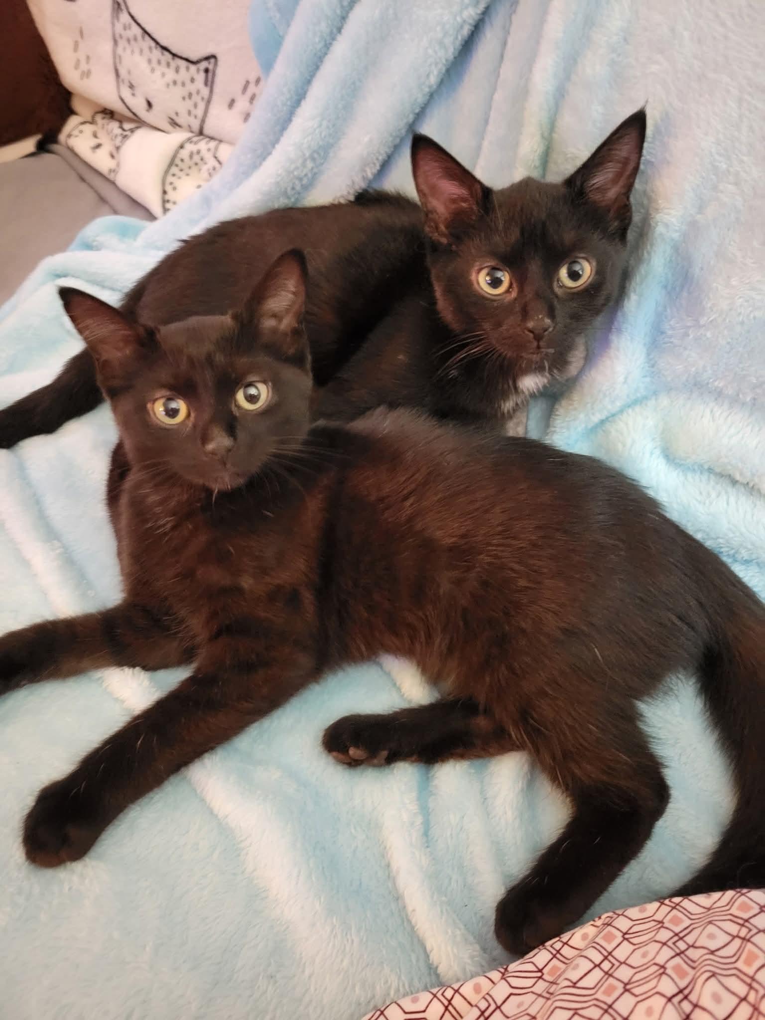 Steven and Mackenzie, a Adopted Domestic Short Hair in Dartmouth, NS image 2/5