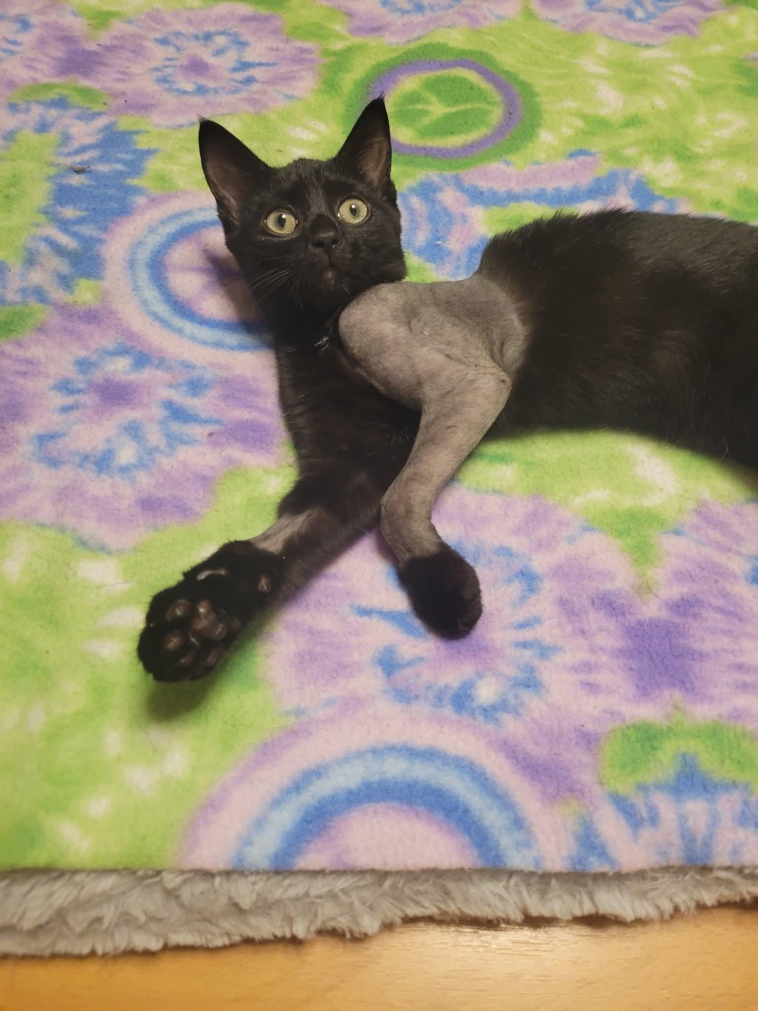 Steven and Mackenzie, a Adopted Domestic Short Hair in Dartmouth, NS image 3/5