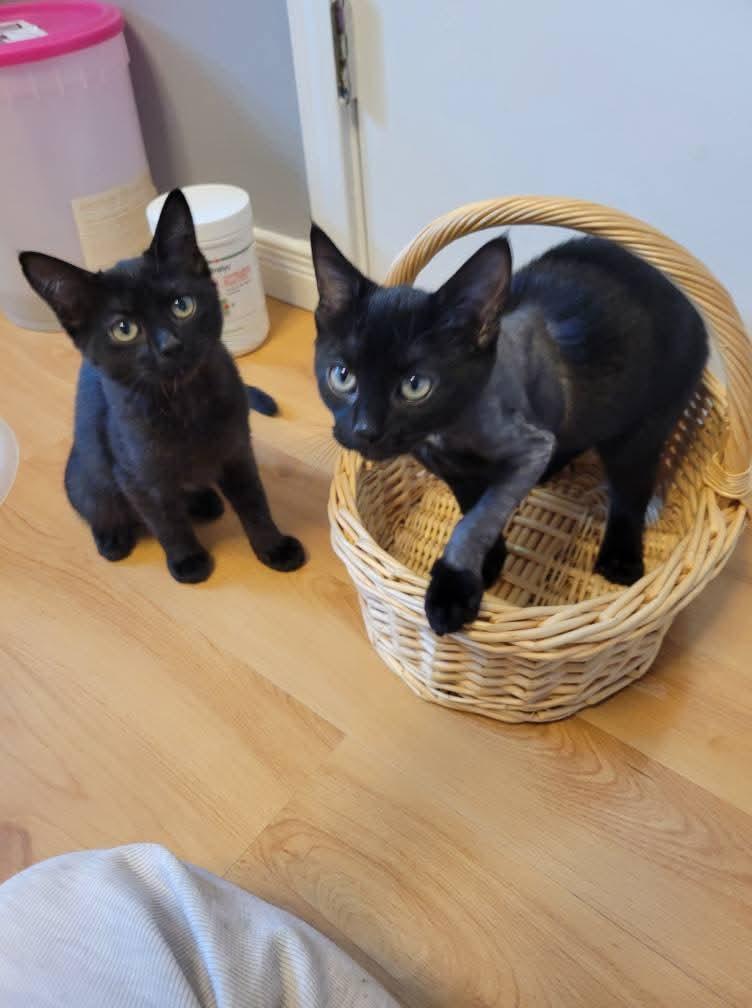 Steven and Mackenzie, a Adopted Domestic Short Hair in Dartmouth, NS image 4/5