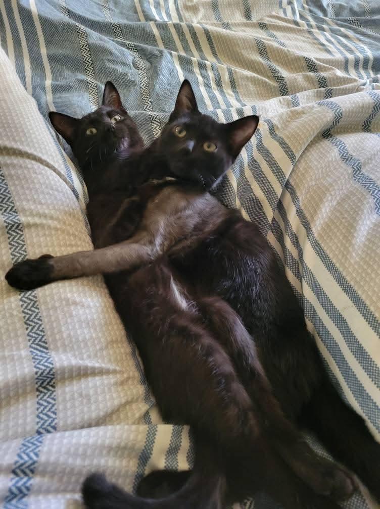 Steven and Mackenzie, a Adopted Domestic Short Hair in Dartmouth, NS image 5/5