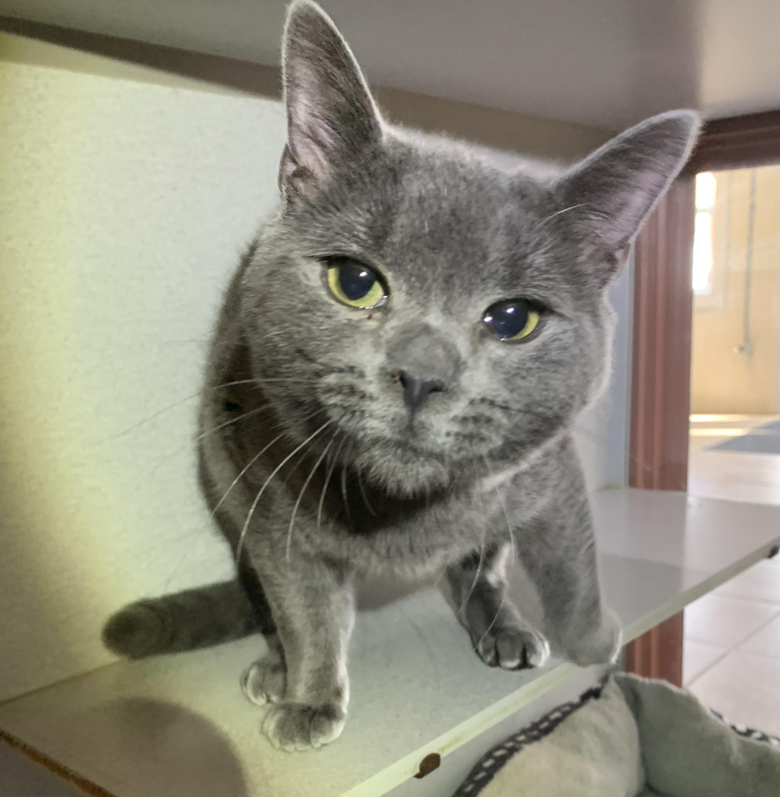 Ben, ADOPTABLE, Young Male Domestic Short Hair & Russian Blue.