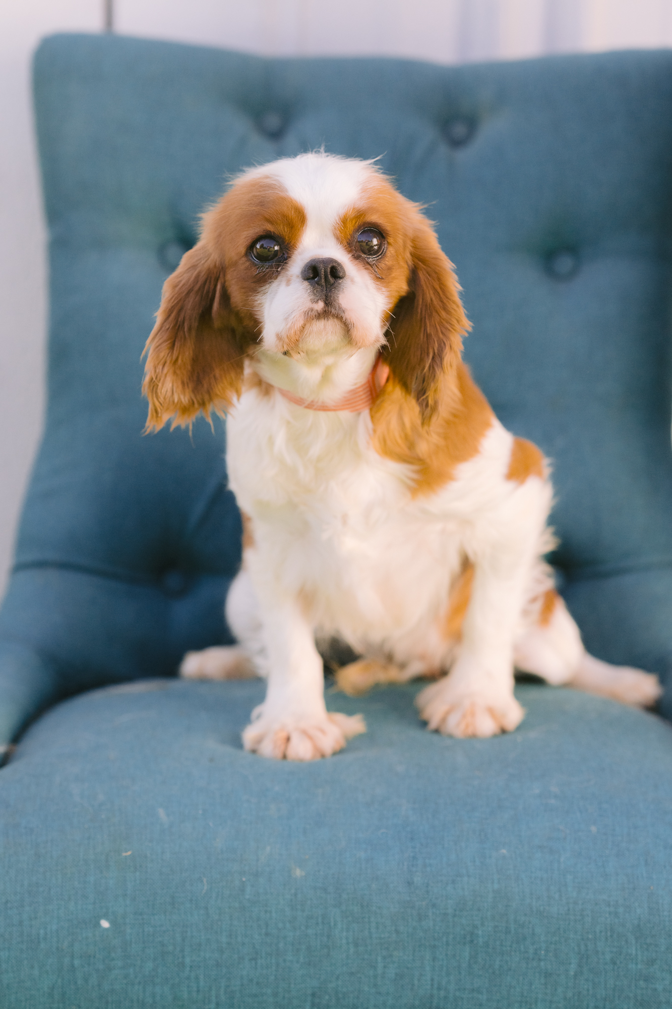 Dog for adoption Goldie, a Cavalier King Charles Spaniel in