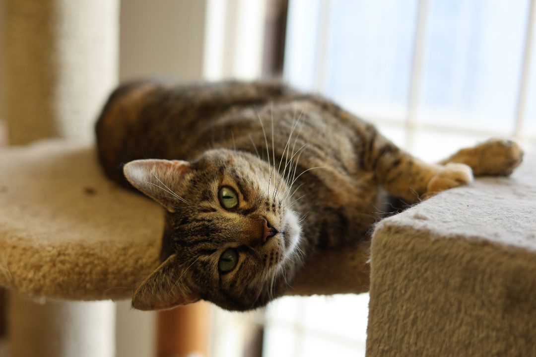 Enlarge Simba, a Adoptable mixed breed in Anchorage, AK image 9/12