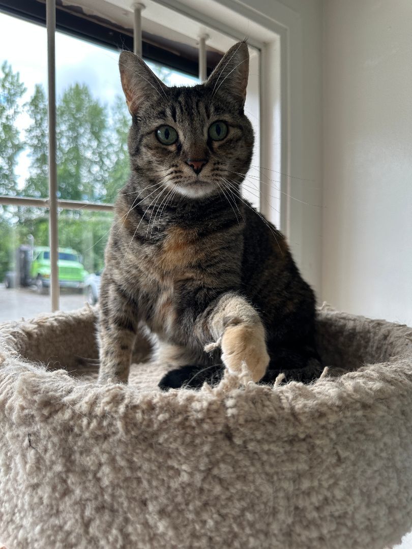 Enlarge Simba, a Adoptable mixed breed in Anchorage, AK image 10/12