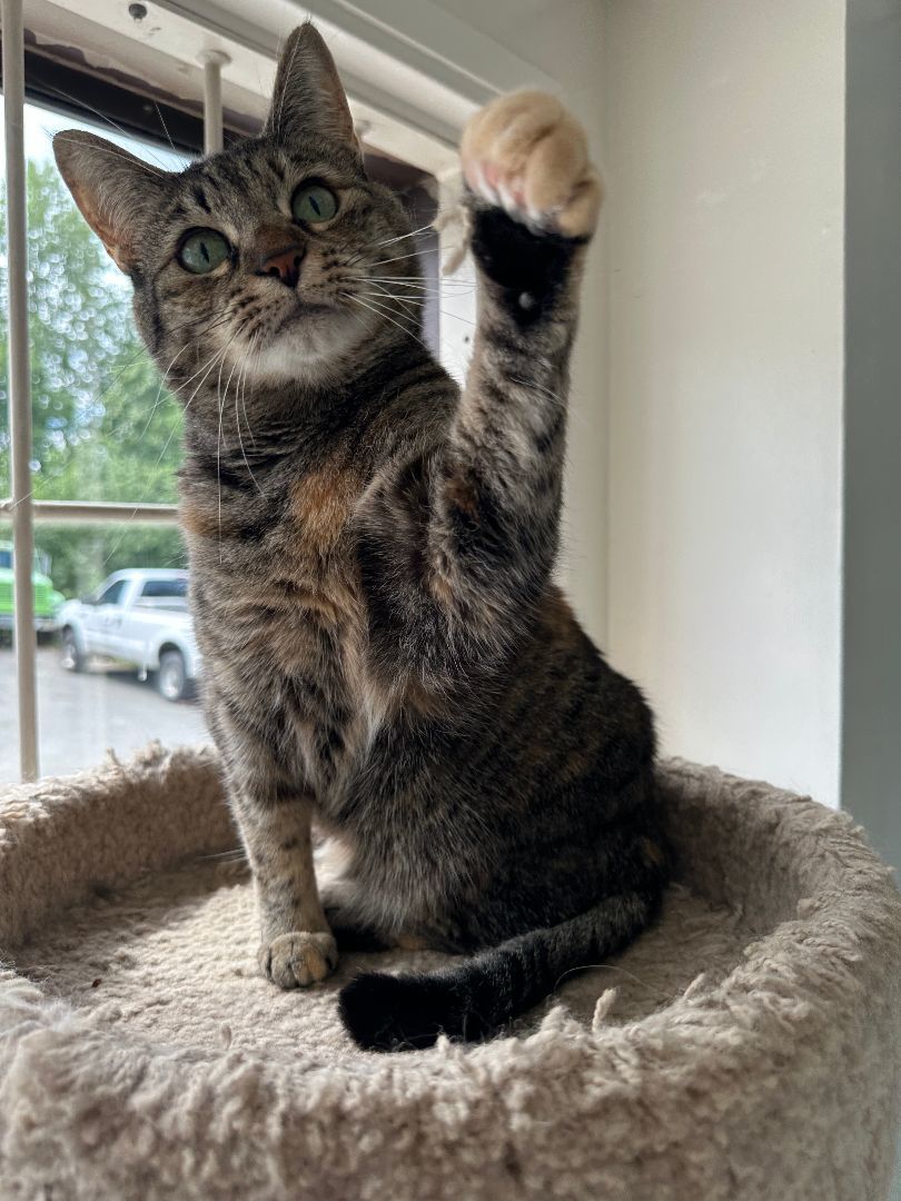 Enlarge Simba, a Adoptable mixed breed in Anchorage, AK image 11/12