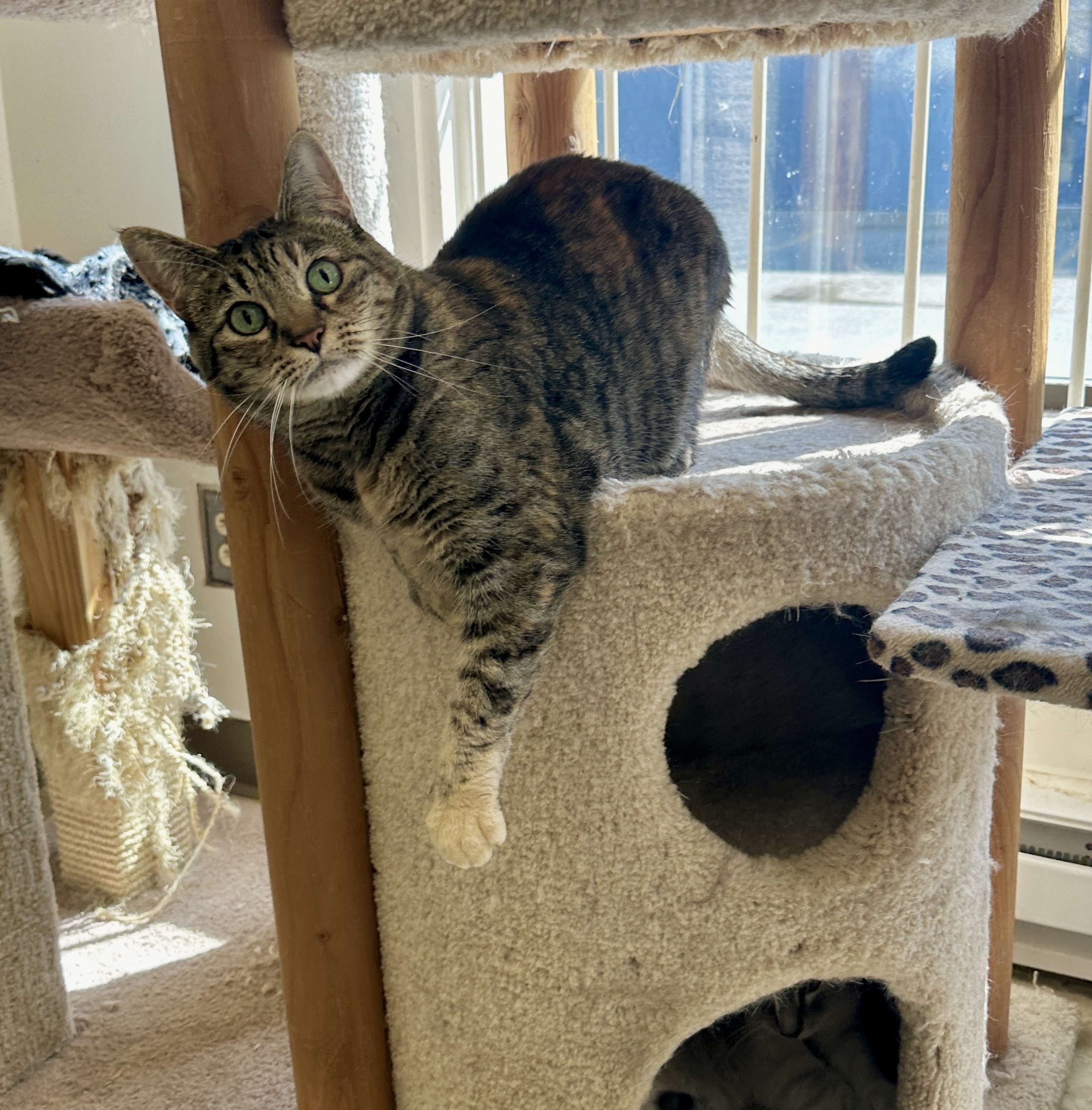 Simba, a Adoptable mixed breed in Anchorage, AK image 1/12