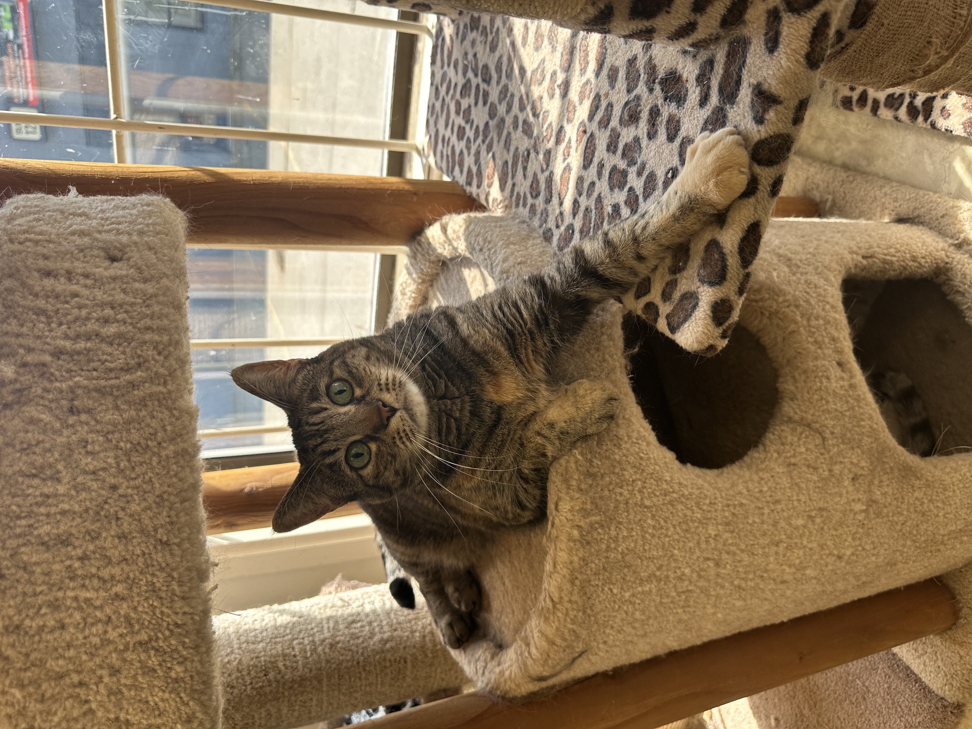 Simba, a Adoptable mixed breed in Anchorage, AK image 2/12