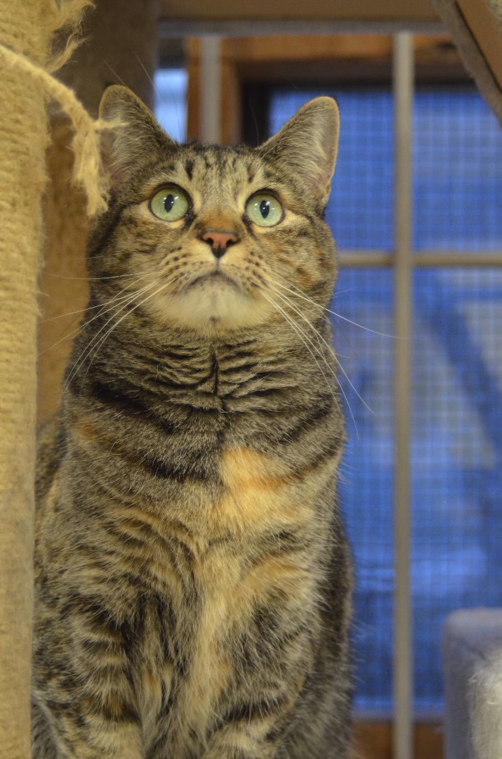 Enlarge Simba, a Adoptable mixed breed in Anchorage, AK image 12/12