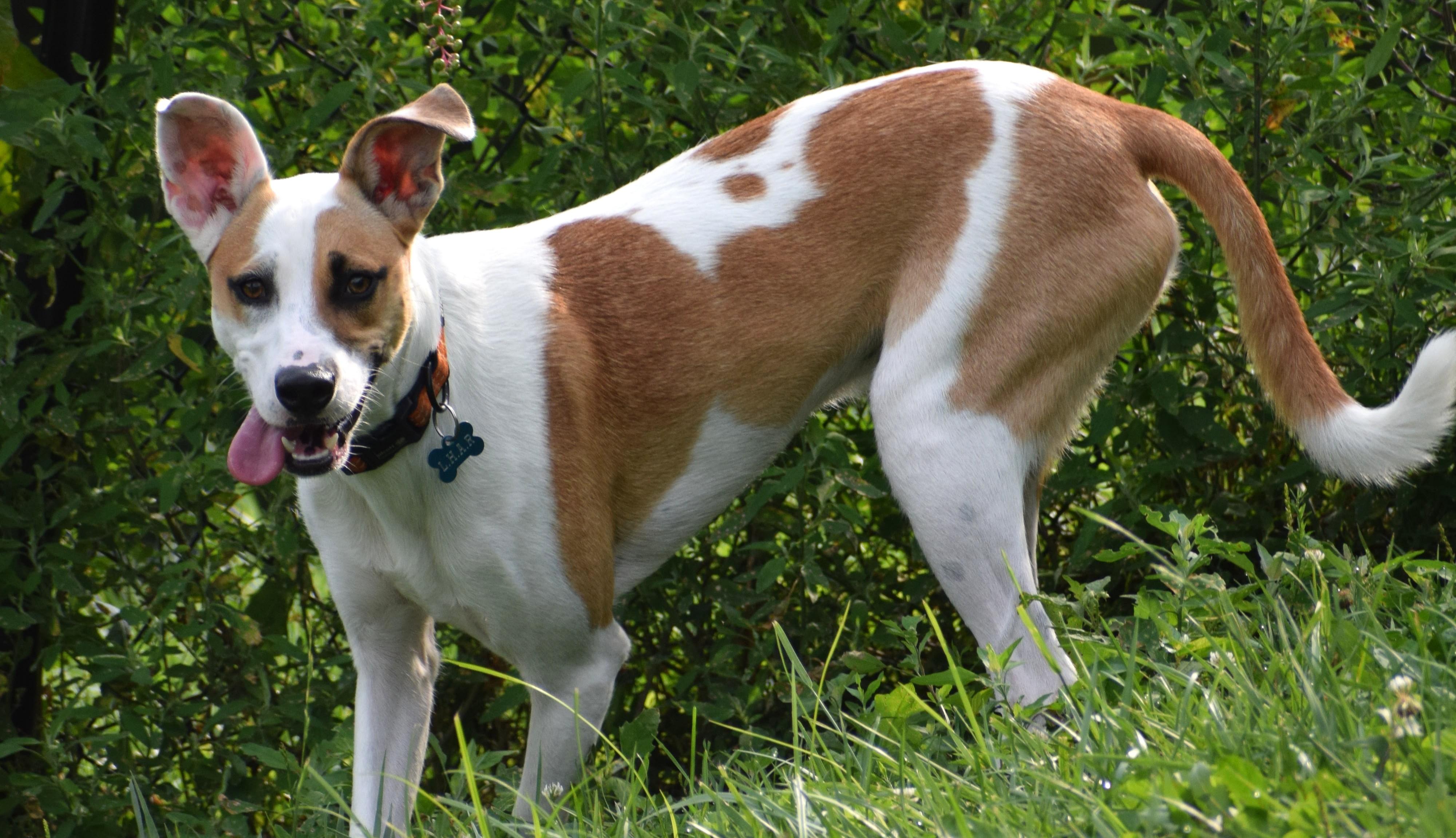 Enlarge Irwin-Available www.lhar.dog to apply, a Adoptable mixed breed in Frederick, MD image 5/6
