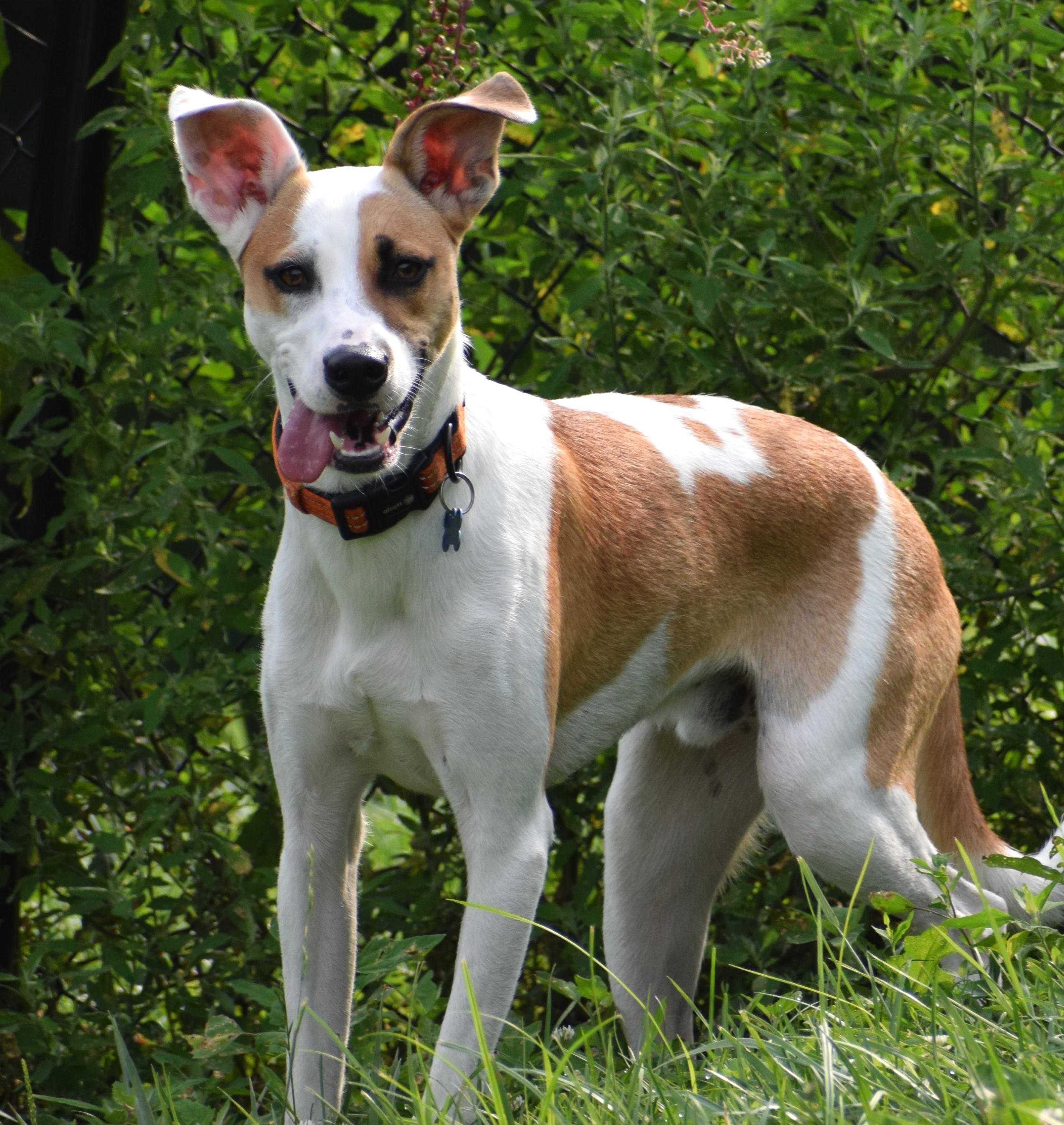 Enlarge Irwin-Available www.lhar.dog to apply, a Adoptable mixed breed in Frederick, MD image 1/6