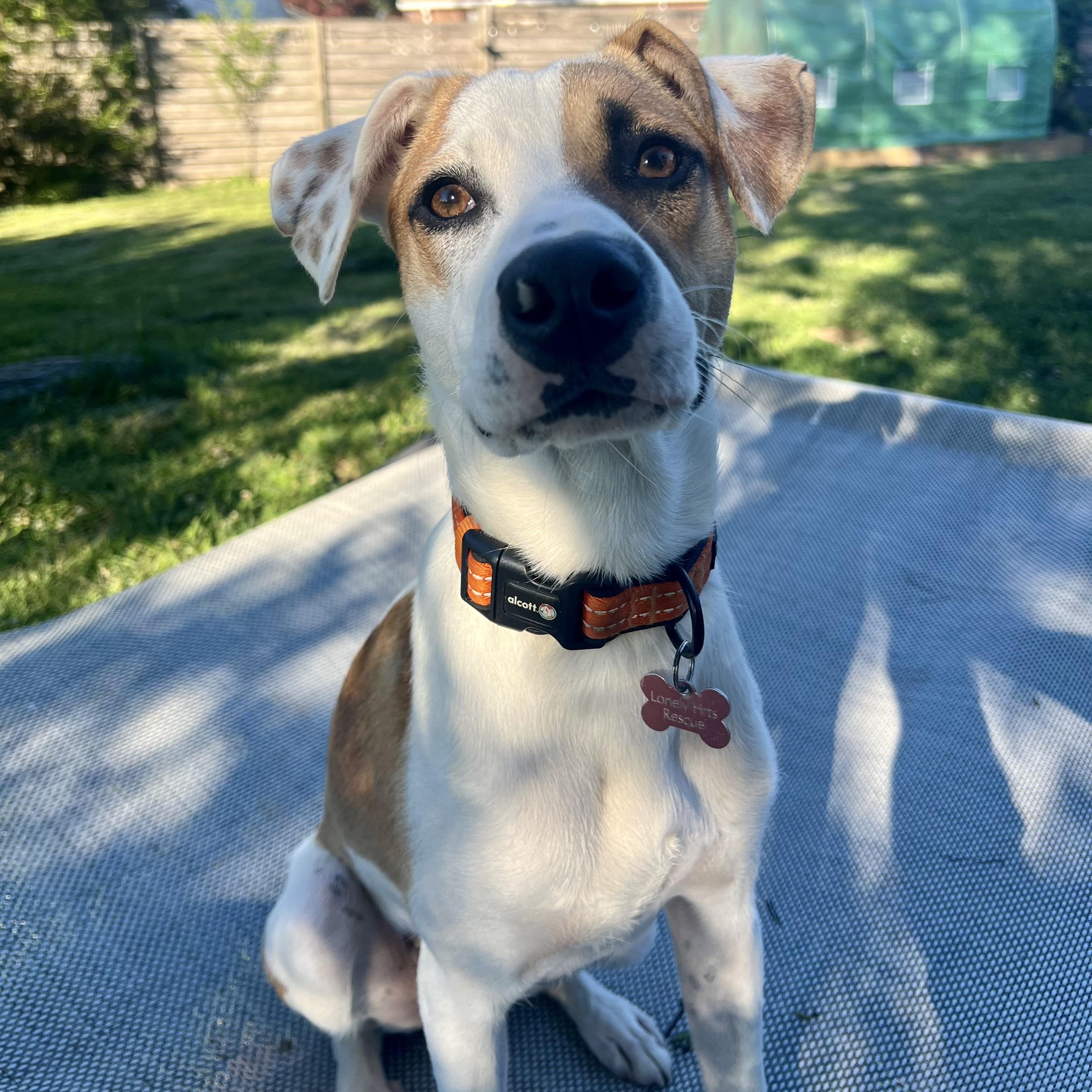 Enlarge Irwin-Pending, an adoptable mixed breed in Frederick, MD image 1/6