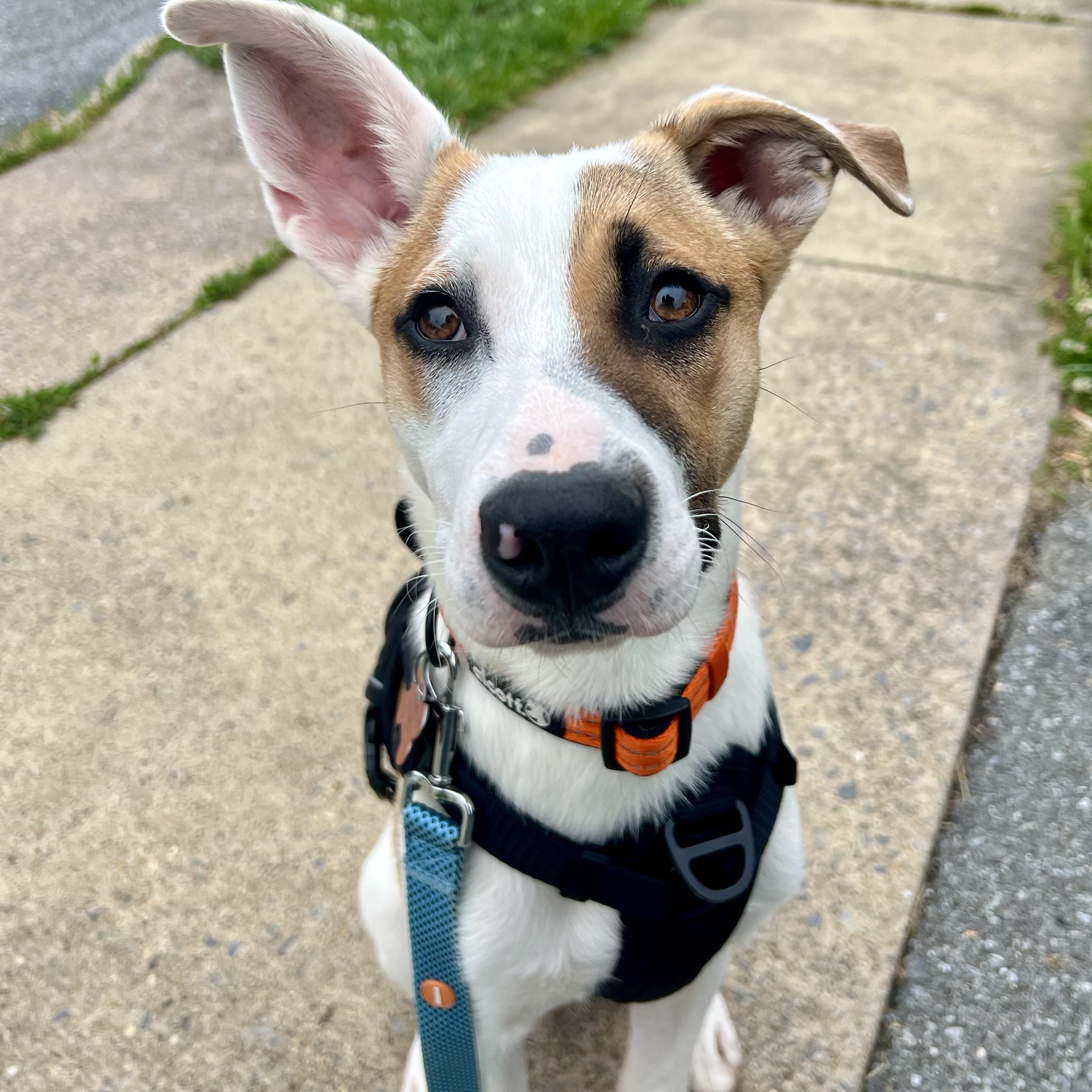 Enlarge Irwin-Pending, an adoptable mixed breed in Frederick, MD image 5/6