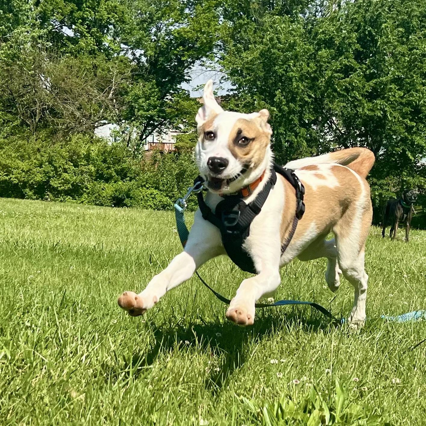 Enlarge Irwin-Pending, an adoptable mixed breed in Frederick, MD image 4/6