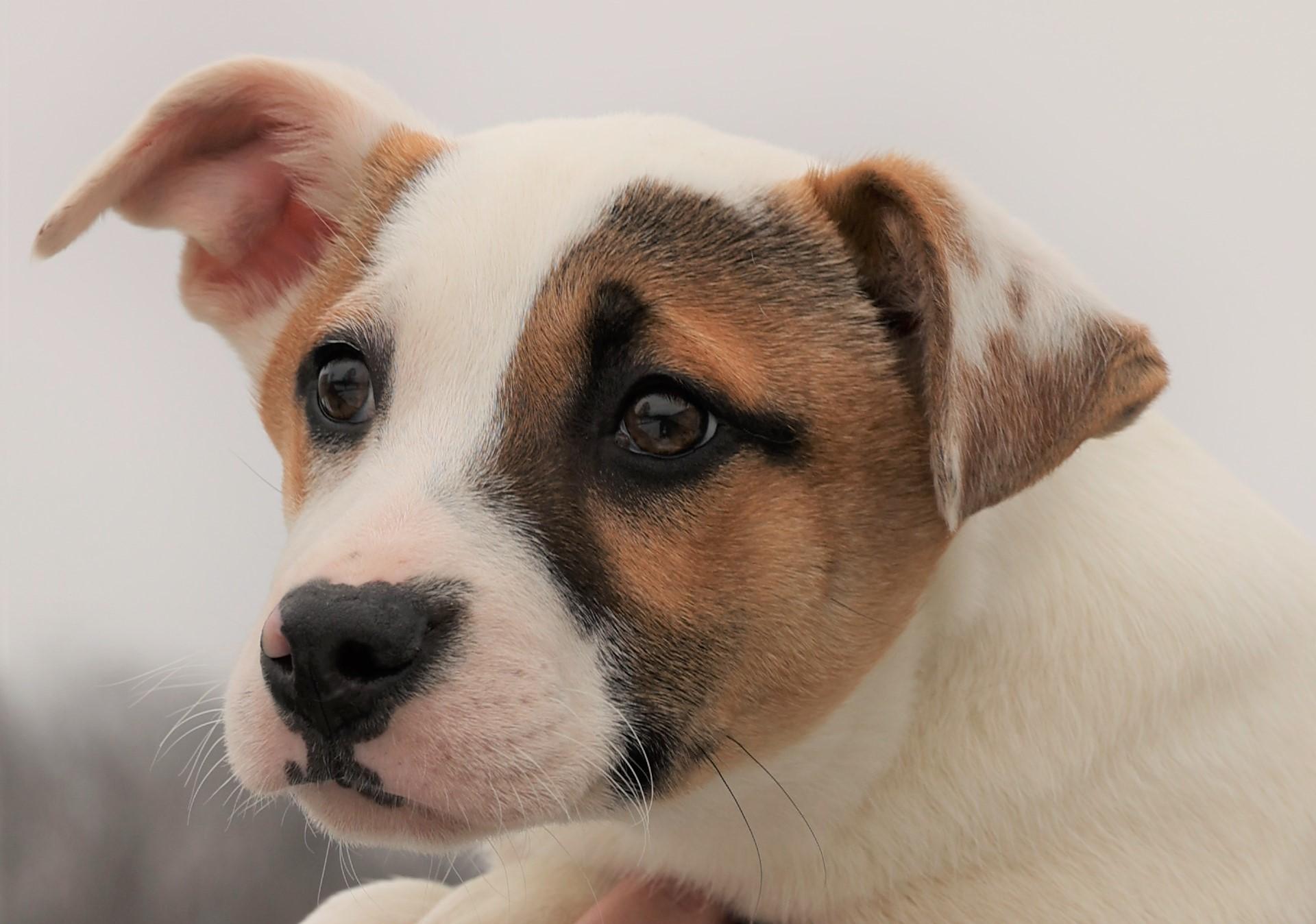 Enlarge Irwin-Available @Petsmart 3/1! www.lhar.dog to apply! , an adoptable mixed breed in Frederick, MD image 2/5