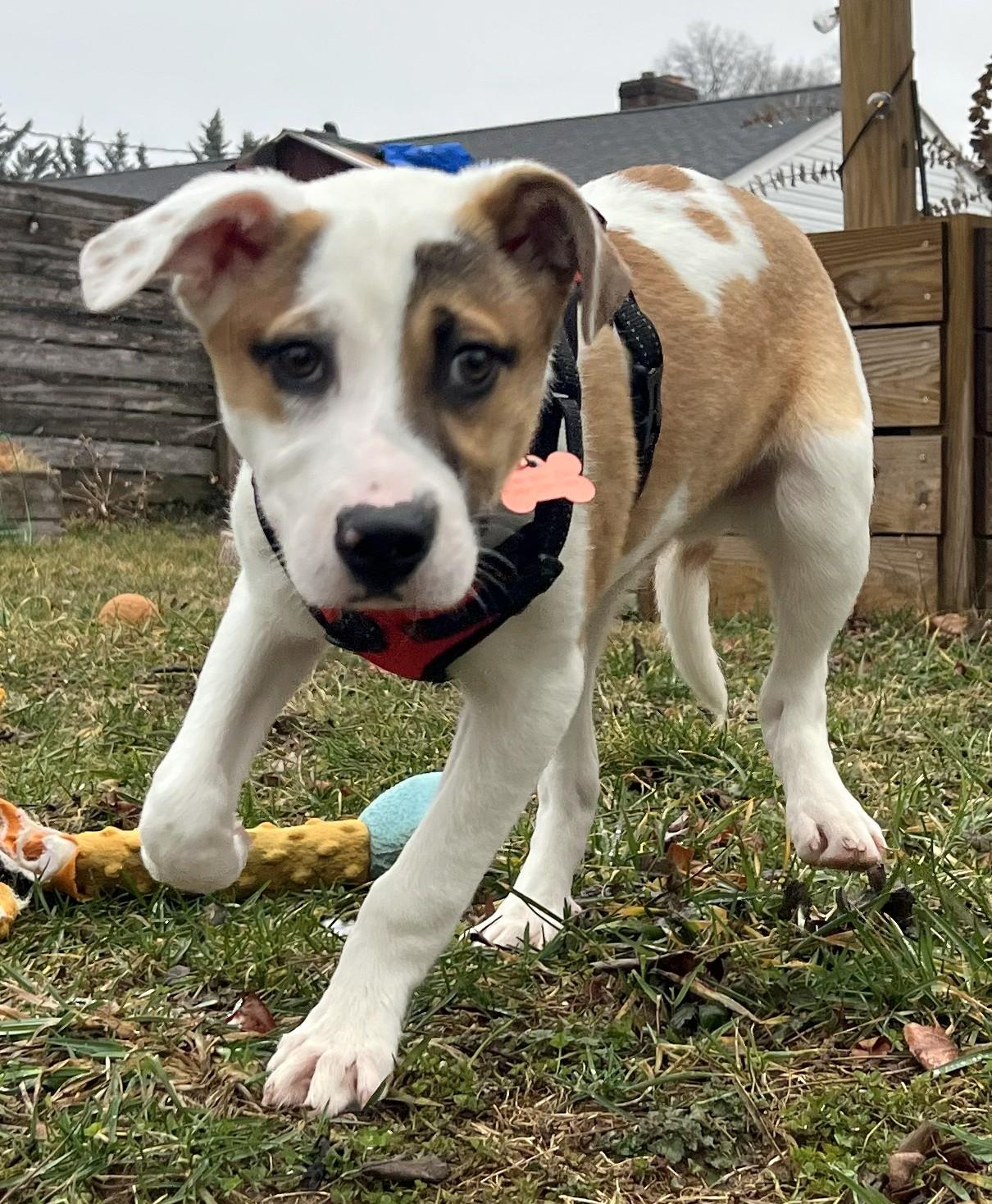 Enlarge Irwin-Available! www.lhar.dog to apply! , an adoptable mixed breed in Frederick, MD image 3/5