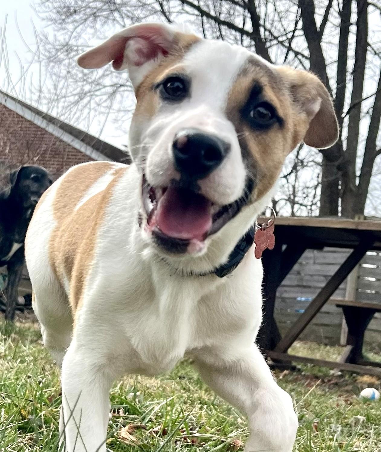 Enlarge Irwin-Available! www.lhar.dog to apply! , an adoptable mixed breed in Frederick, MD image 1/6