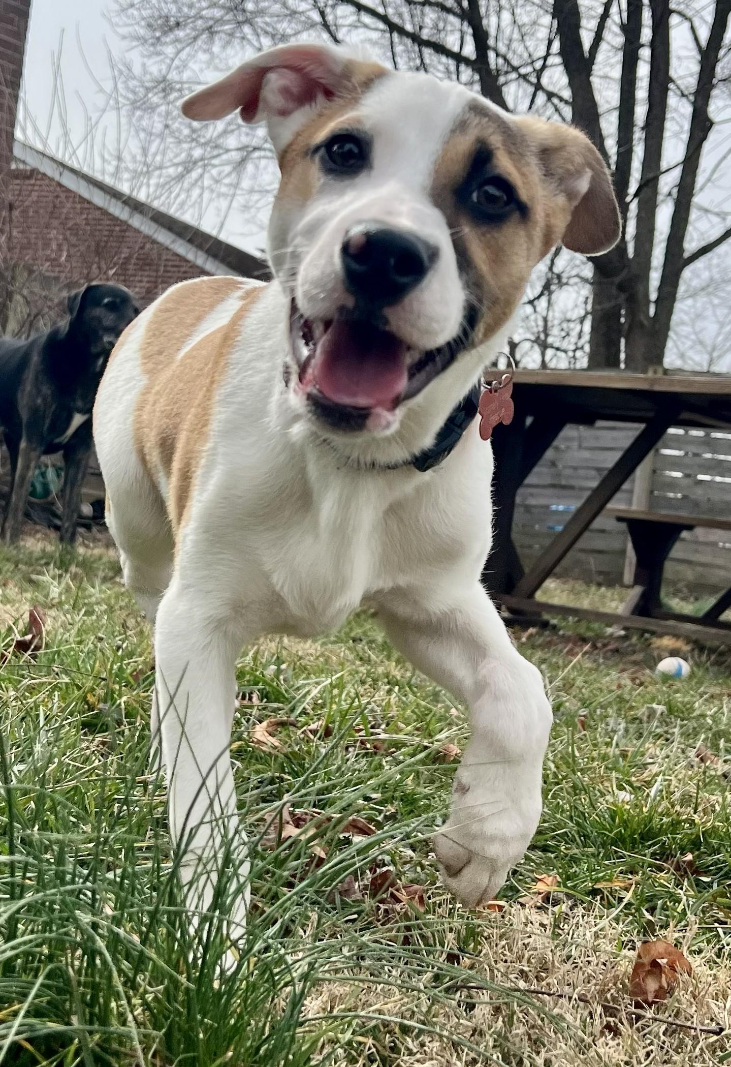 Enlarge Irwin-Available! www.lhar.dog to apply! , an adoptable mixed breed in Frederick, MD image 2/5