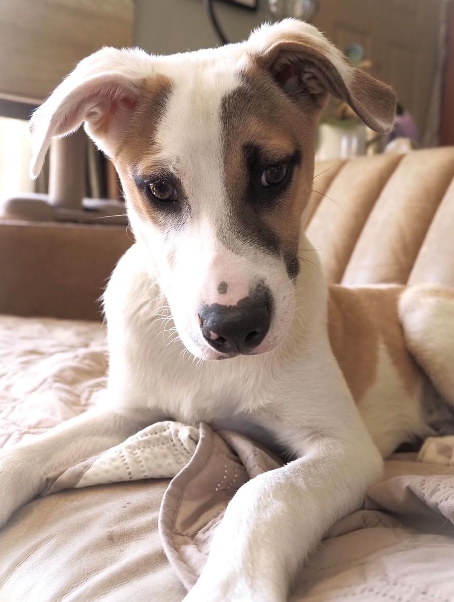 Enlarge Irwin-Available! www.lhar.dog to apply! , an adoptable mixed breed in Frederick, MD image 5/6