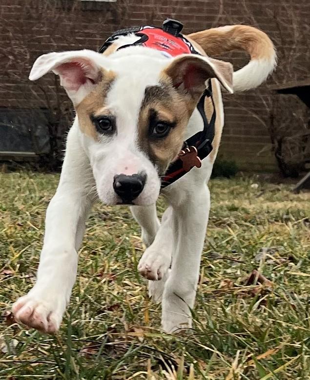 Enlarge Irwin-Available! www.lhar.dog to apply! , an adoptable mixed breed in Frederick, MD image 5/5