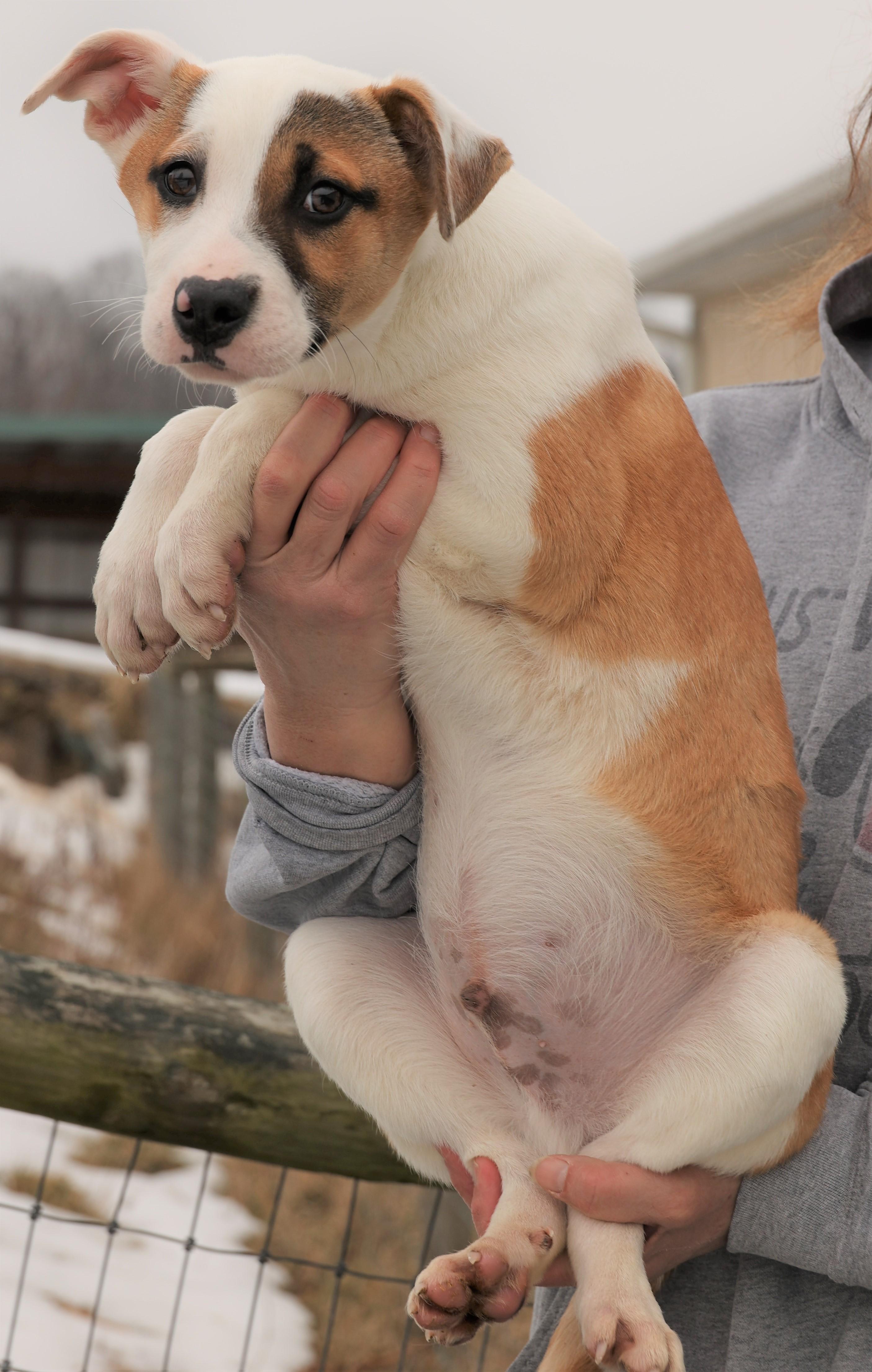 Enlarge Irwin-Available @Petsmart 3/1! www.lhar.dog to apply! , an adoptable mixed breed in Frederick, MD image 3/5