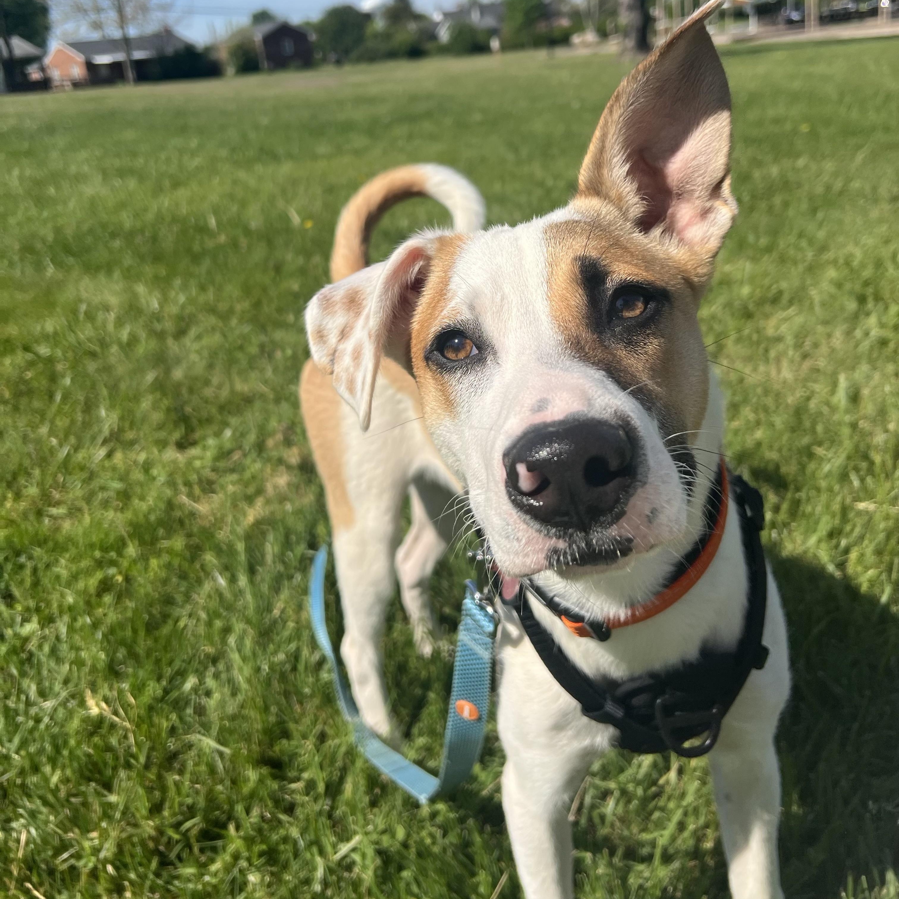 Enlarge Irwin-Pending, an adoptable mixed breed in Frederick, MD image 3/6