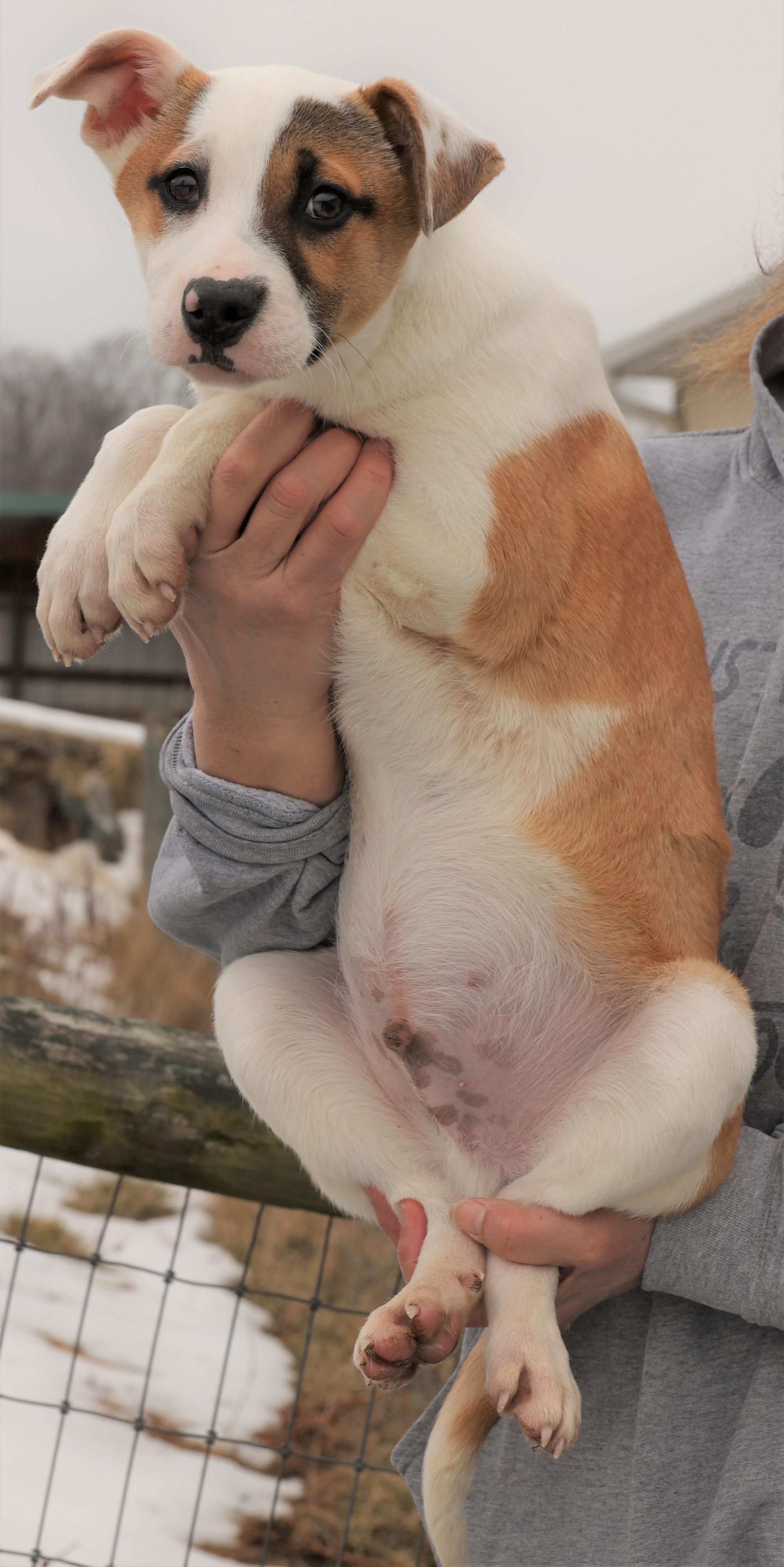 Enlarge Irwin-Available @Petsmart 3/1! www.lhar.dog to apply! , an adoptable mixed breed in Frederick, MD image 4/5