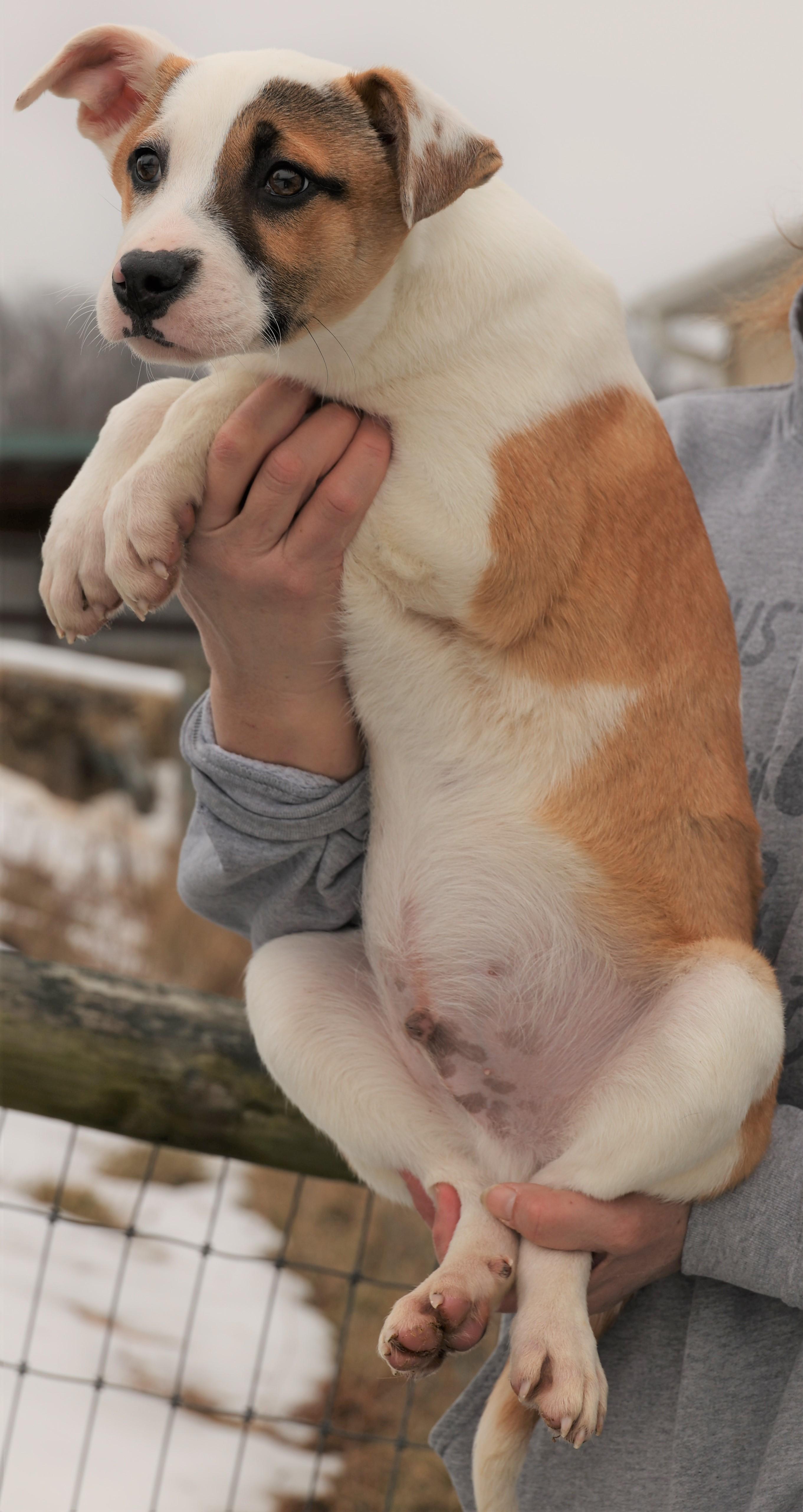 Enlarge Irwin-Available @Petsmart 3/1! www.lhar.dog to apply! , an adoptable mixed breed in Frederick, MD image 5/5