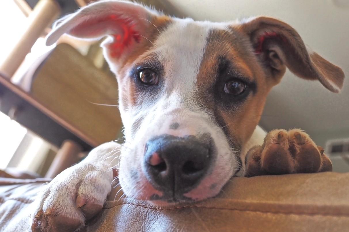 Enlarge Irwin-Available! www.lhar.dog to apply! , an adoptable mixed breed in Frederick, MD image 6/6