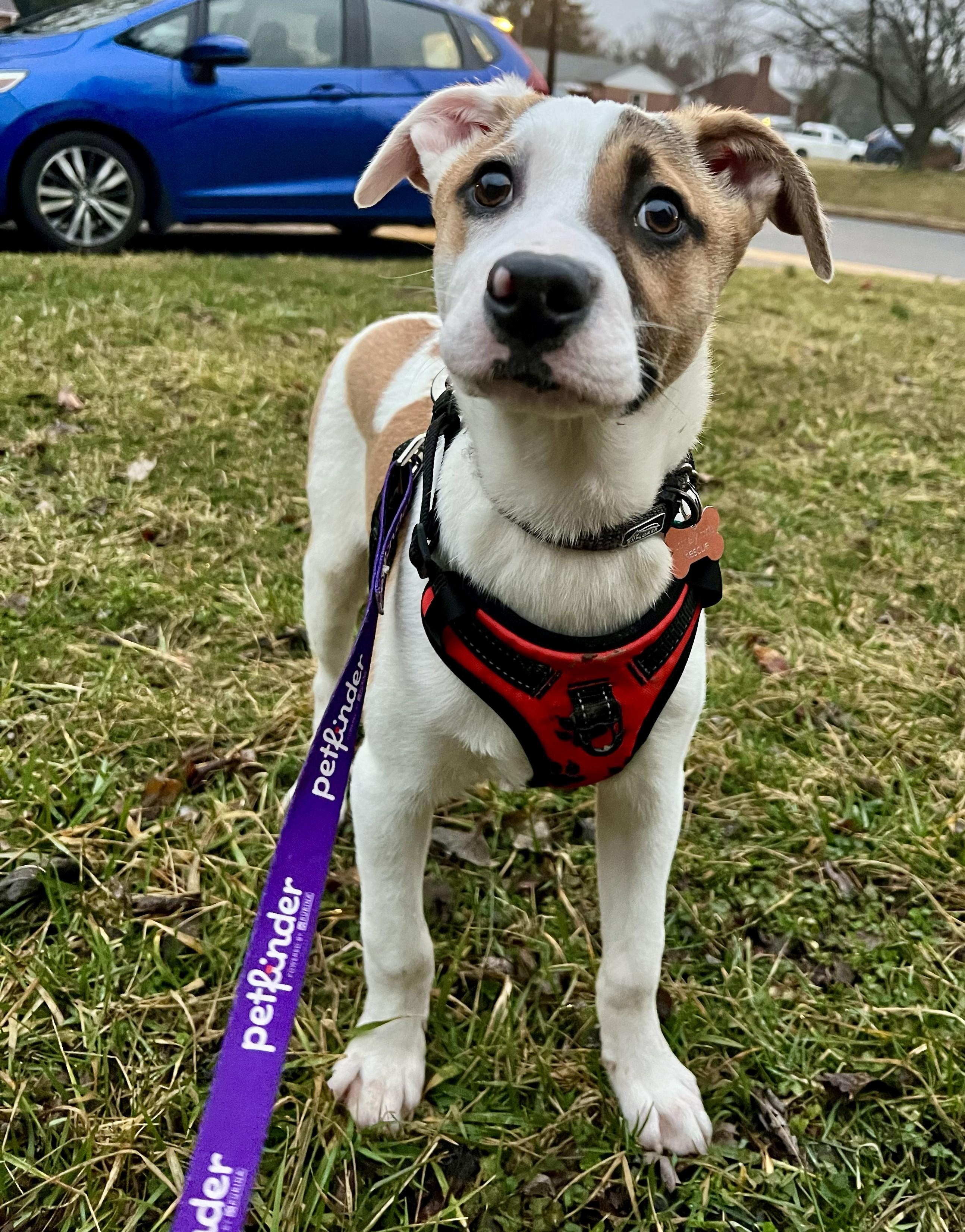Enlarge Irwin-Available! www.lhar.dog to apply! , an adoptable mixed breed in Frederick, MD image 1/5