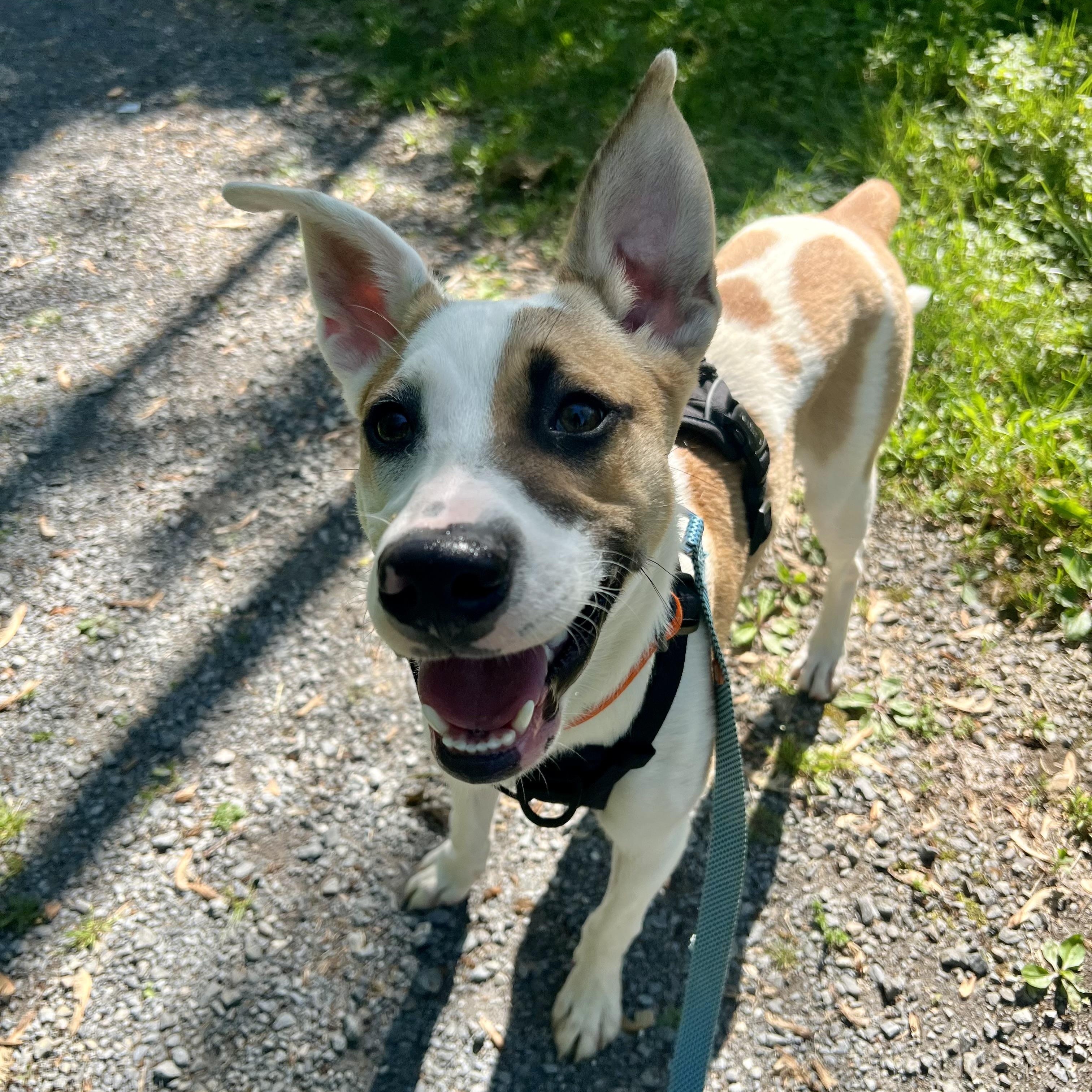Irwin-Available! www.lhar.dog to apply! , adoptable, Puppy Male Husky & Shetland Sheepdog / Sheltie.