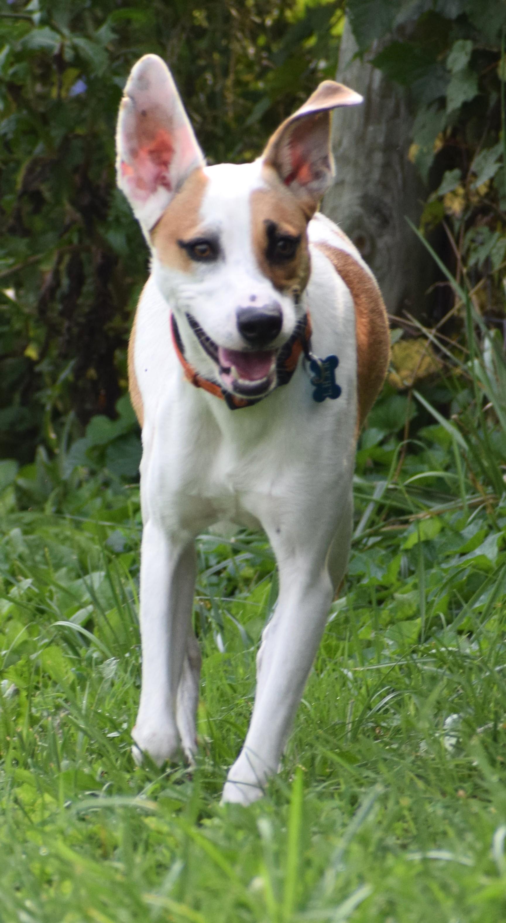 Enlarge Irwin-Available www.lhar.dog to apply, a Adoptable mixed breed in Frederick, MD image 4/6