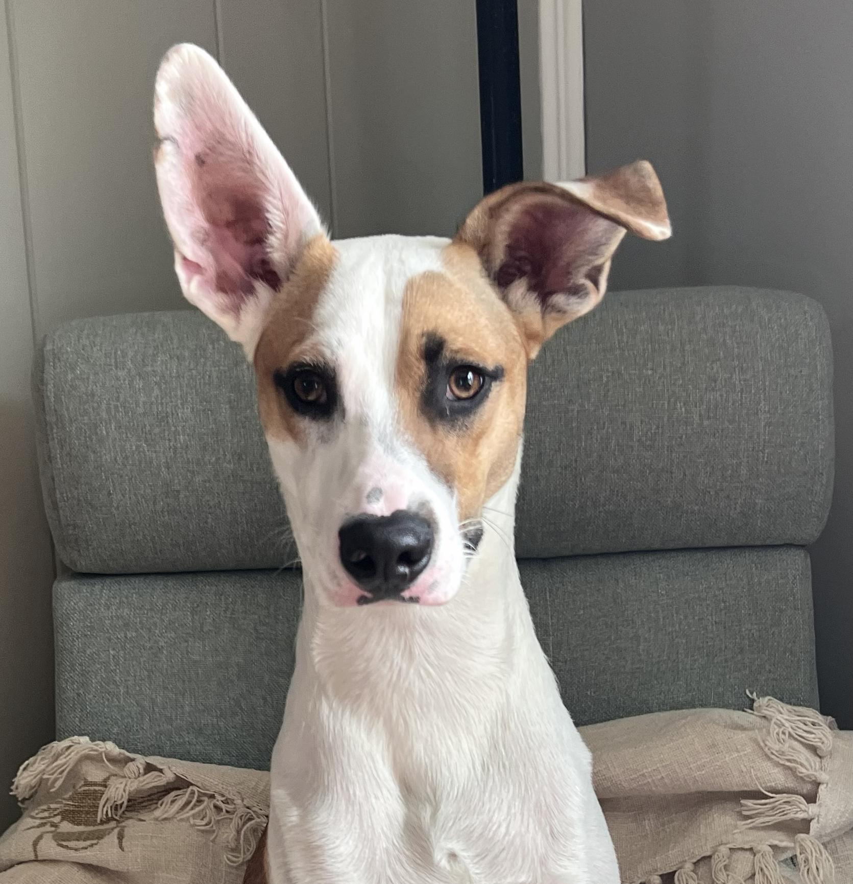 Enlarge Irwin-Available www.lhar.dog to apply, a Adoptable mixed breed in Frederick, MD image 6/6