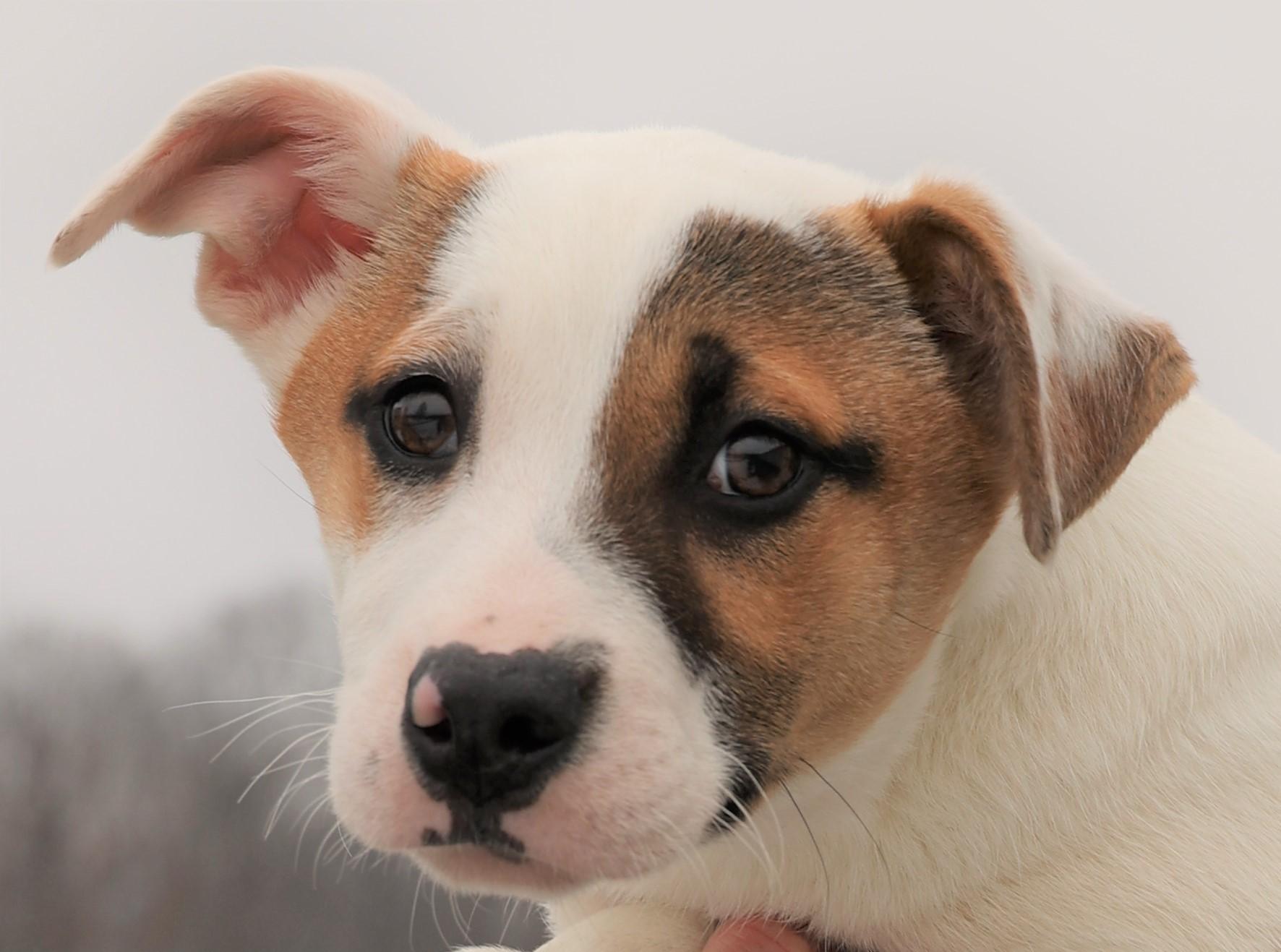 Enlarge Irwin-Available @Petsmart 3/1! www.lhar.dog to apply! , an adoptable mixed breed in Frederick, MD image 1/5