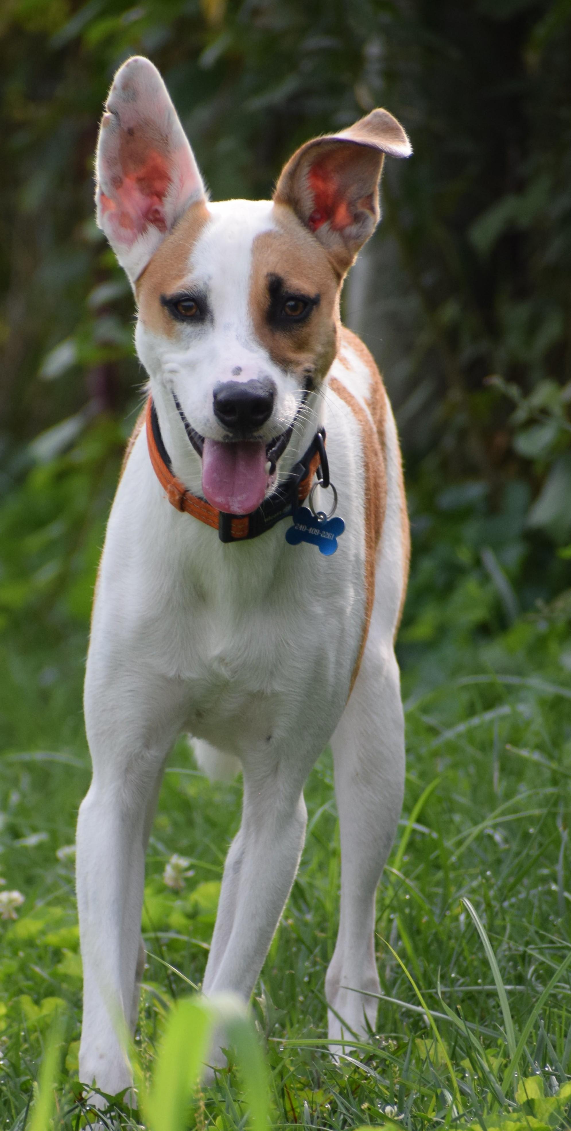 Enlarge Irwin-Available www.lhar.dog to apply, a Adoptable mixed breed in Frederick, MD image 6/6