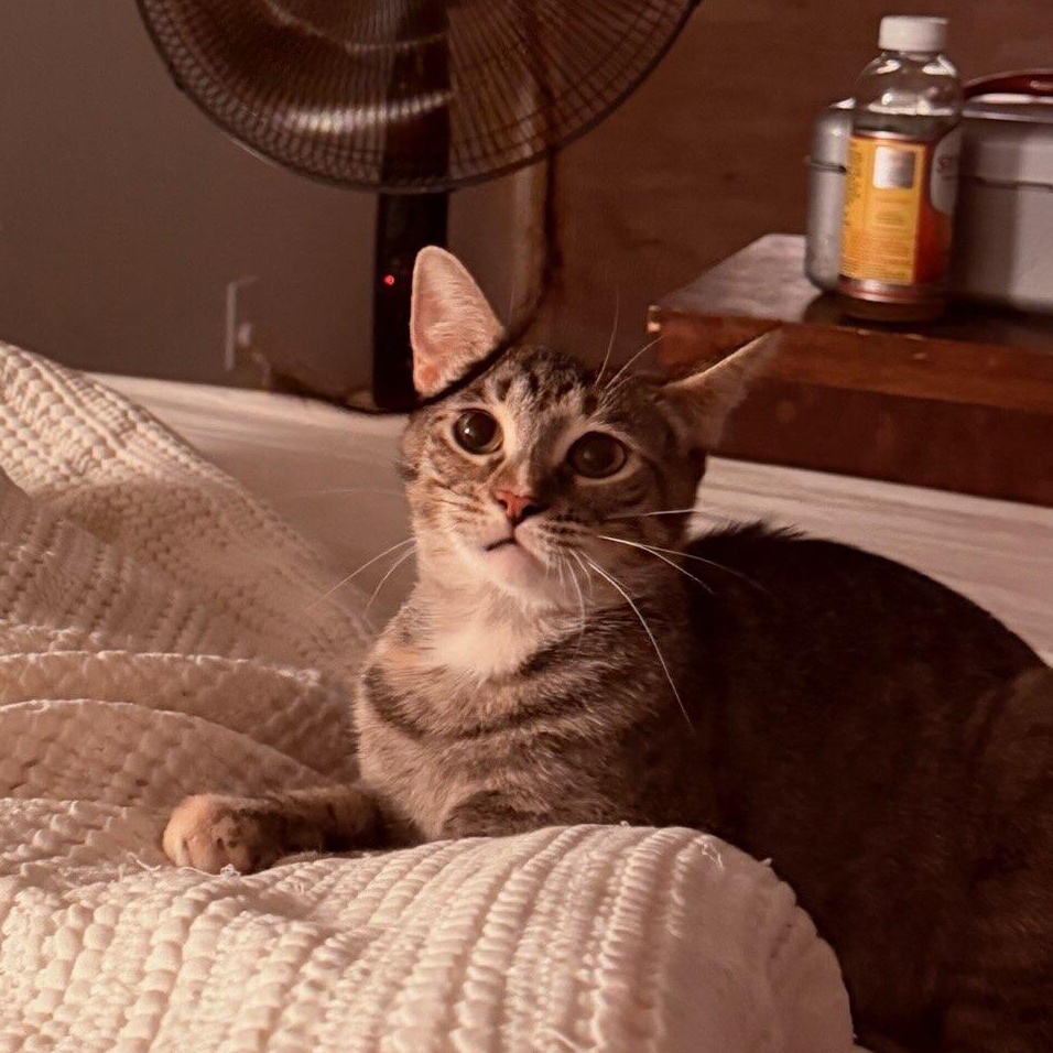Kate, ADOPTABLE, Adult Female Domestic Short Hair.