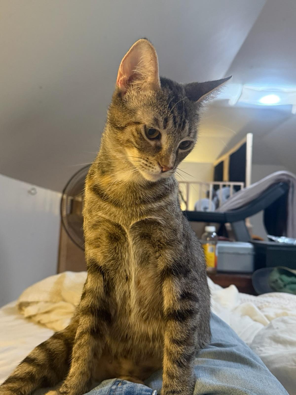 Kate, a ADOPTABLE Domestic Short Hair in Honeoye, NY image 3/4