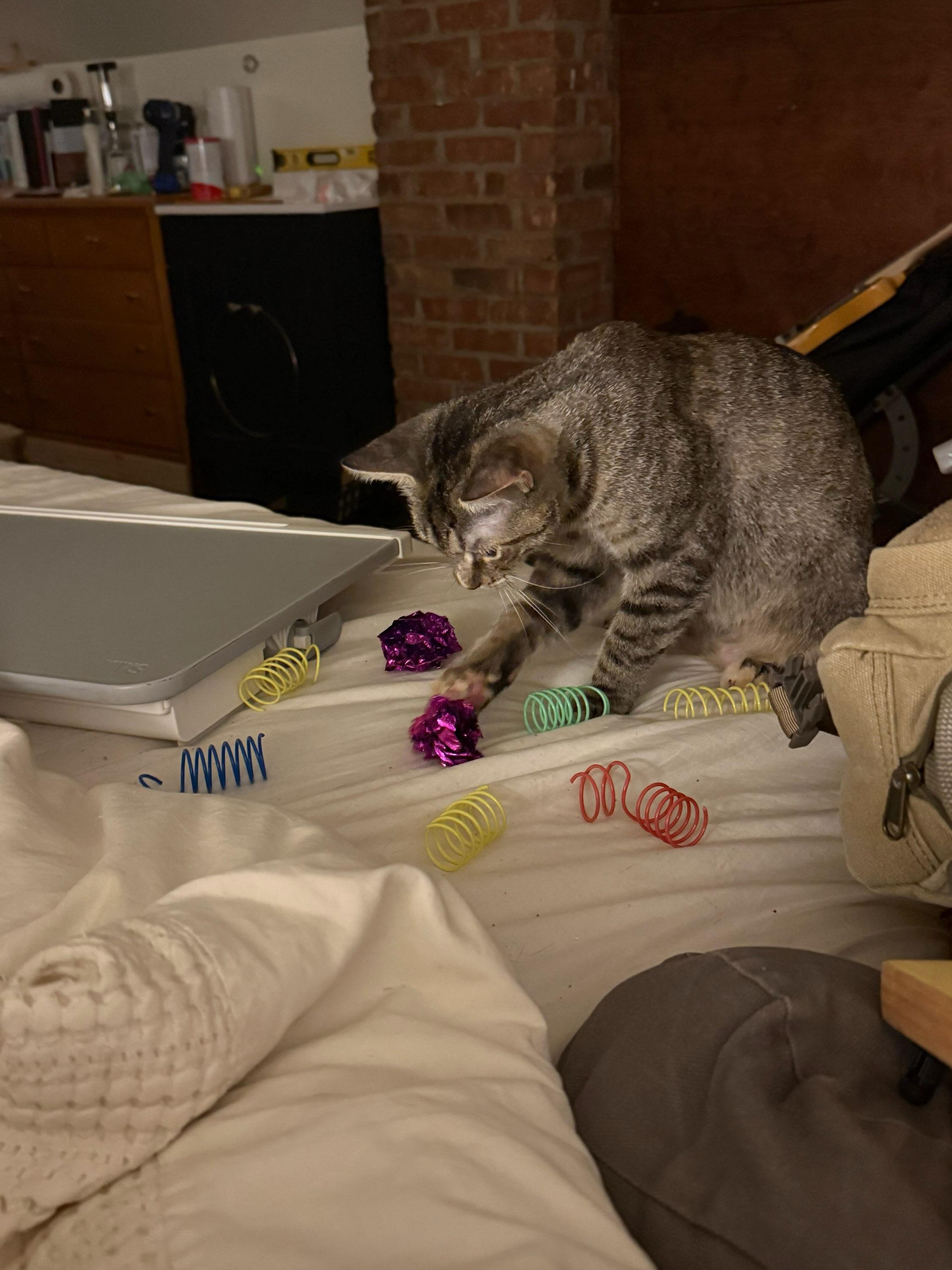 Kate, a ADOPTABLE Domestic Short Hair in Honeoye, NY image 4/4