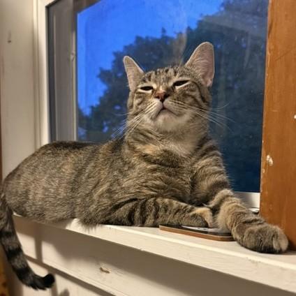 Kate, a ADOPTABLE Domestic Short Hair in Honeoye, NY image 2/4