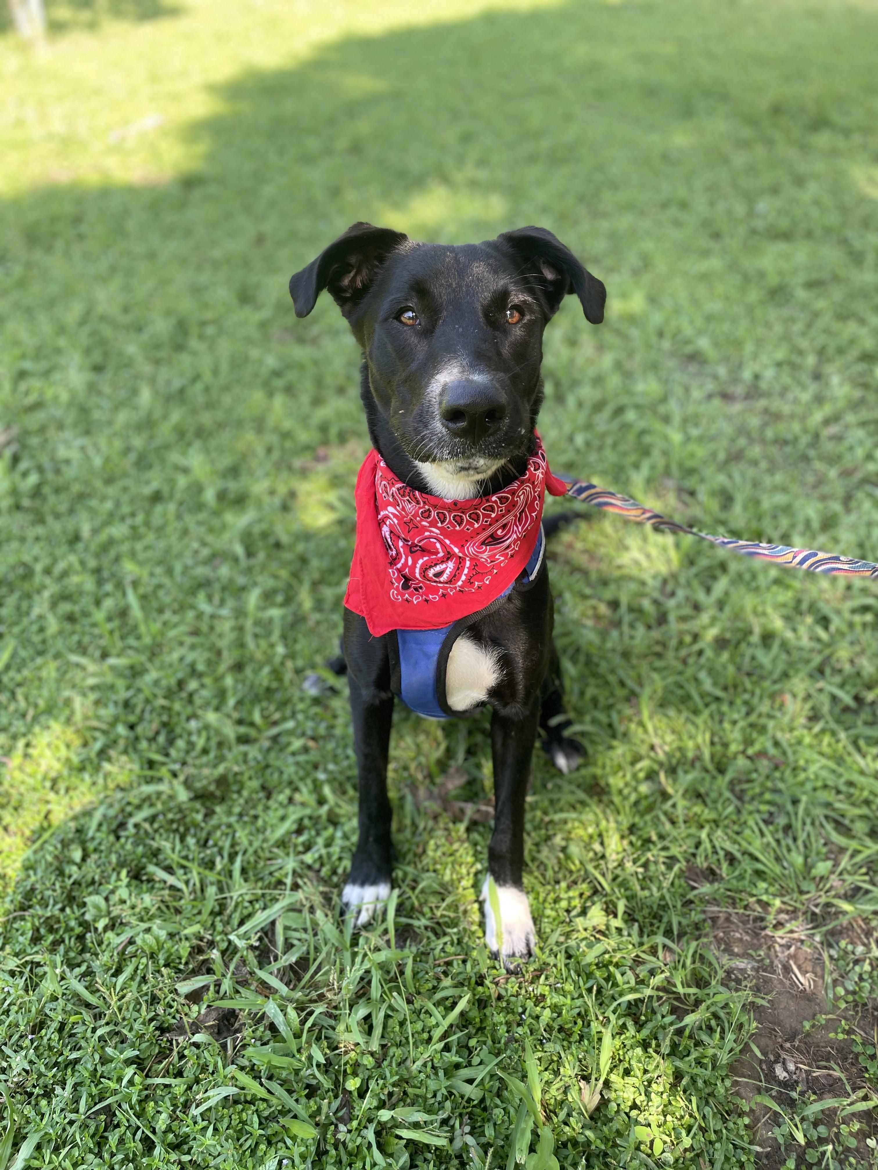 Enlarge Ladybug, a Adoptable mixed breed in Puerto Vallarta, JAL image 1/6